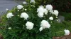 Korzeń piwonii białej (Paeonia lactiflora)