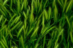 Czy zielony owies może zmienić twoją diete?