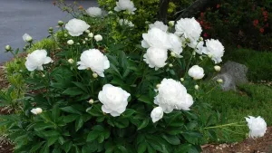 Korzeń piwonii białej (Paeonia lactiflora) – naturalny skarb medycyny tradycyjnej i nowoczesnej terapii