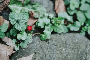 Liście poziomki – właściwości, zastosowanie i potwierdzenie naukowe