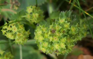 Przywrotnik pospolity - jakie są jego właściwości lecznicze i jak działa na organizm?