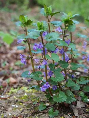 Ziele bluszczyk kurdybanek - jakie ma właściwości lecznicze i jak wpływa na zdrowie?